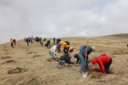 武川县绿化植树