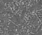 開発したBLT膜の表面写真