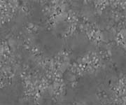 当社従来のBLT膜の表面写真