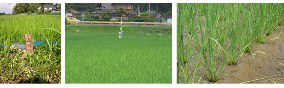 生育中の「山田錦」