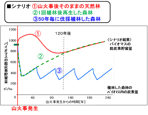 図2 山火事後の森林管理方法による炭素貯留量のシミュレーション結果