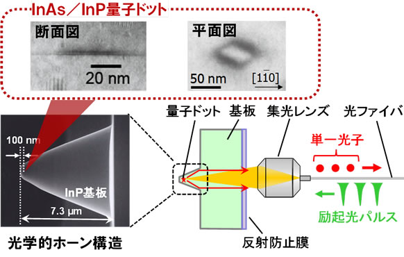 図2 量子ドットを含む光学的ホーン構造の電子顕微鏡写真と、単一光子発生の模式図