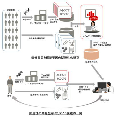図1 ゲノムワイド関連解析とゲノム医療の一例