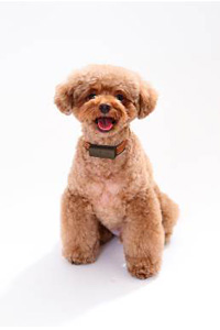 「わんダントチャーム」を装着した様子