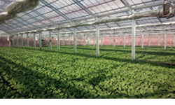 写真2. ケールハウス（土耕）内