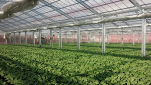 図1. ケール栽培風景