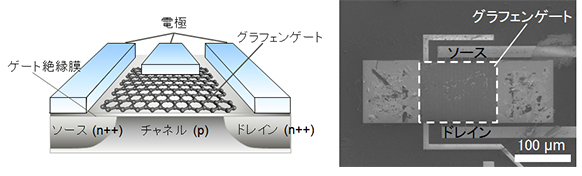 図2 新開発グラフェンゲートセンサーの模式図(左)と製作したセンサーの走査電子顕微鏡像(右)