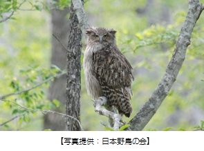 シマフクロウ