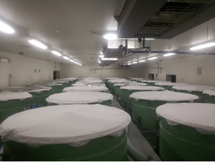 図1.旭酒造の日本酒醸造現場