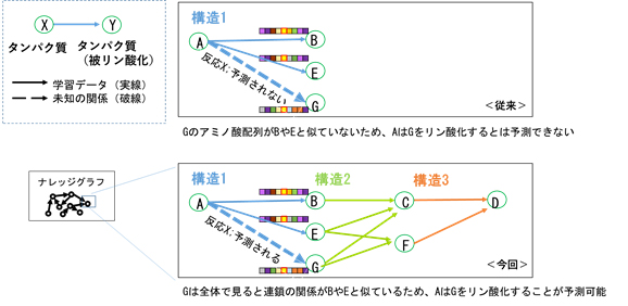 図2. ナレッジグラフを使ったリン酸化反応予測のイメージ