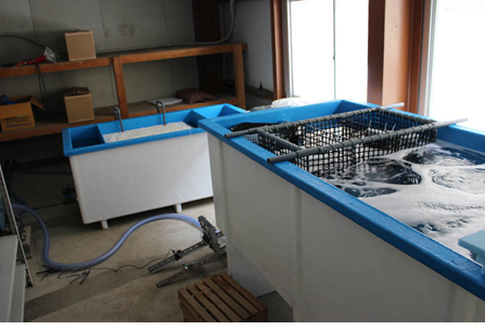 写真1．陸上養殖の様子