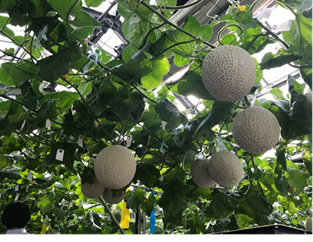 メロン水耕栽培の様子