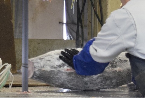 写真.冷凍マグロの尾切りシーン