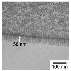50 nmに長さの揃ったカーボンナノチューブ（剣山型）